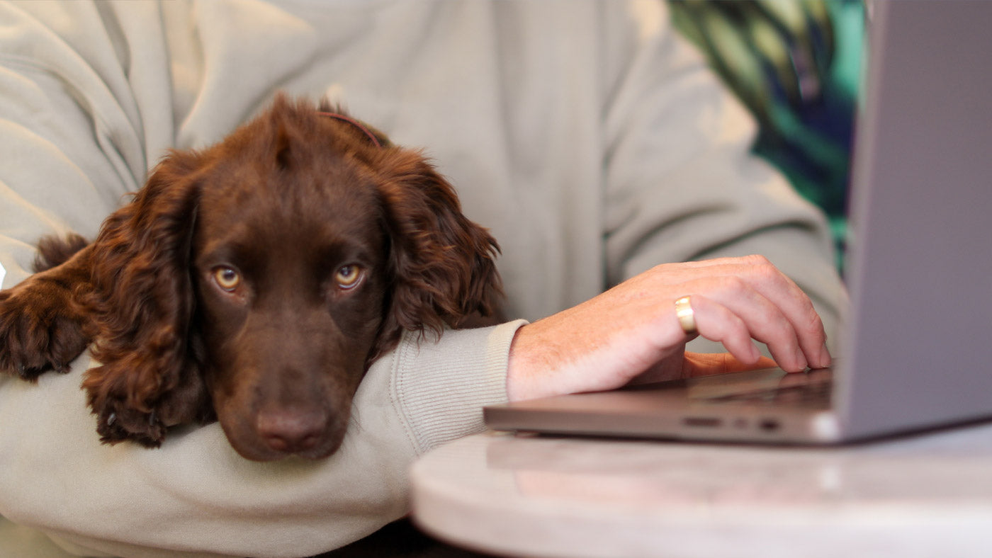 Ted Talks: The Benefits of Bringing Your Pet to Work