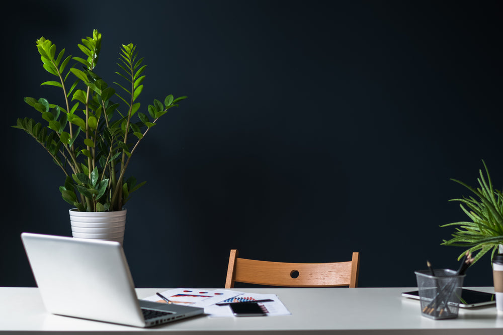 Bring in some Green. Tips for buying the right plants for your office